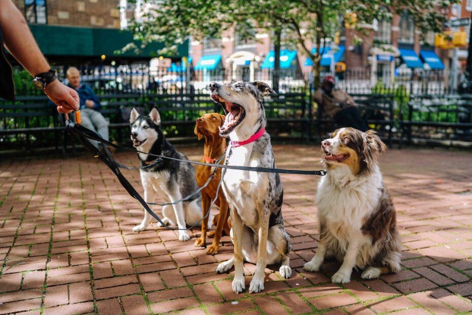 dogs Washington District of Columbia