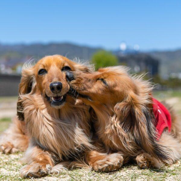 dogs Memphis Tennessee